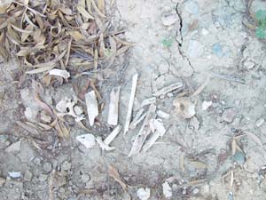 Human bones lying on teh ground