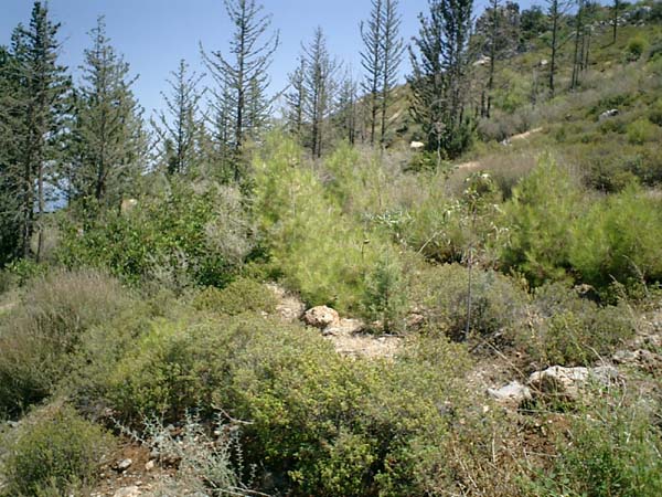 2003 Our plot of land in Karmi, occupied Cyprus