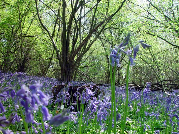 2006 May, Bluebells (2)