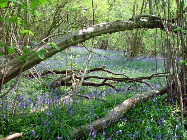 2006 May, Bluebells (3)