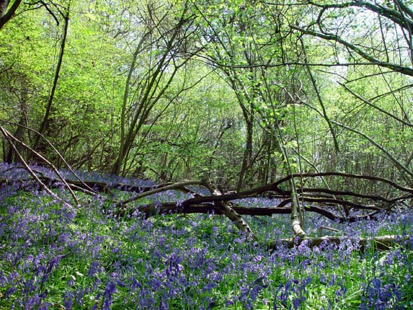 2006 May, Bluebells