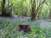 2006 May, Bluebells (1)