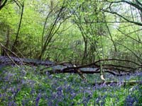 2006 May, Bluebells