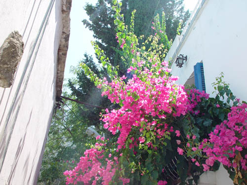 flowers1