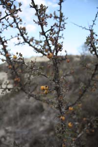 20081011_Larnaca district_0535