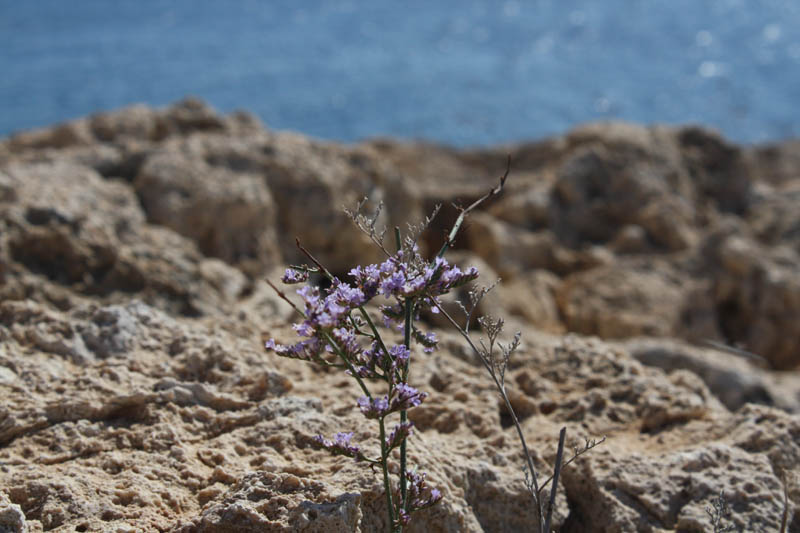 20081019_Cape Pyla_1454