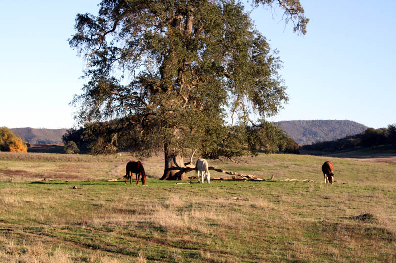 Napa Valley (33)