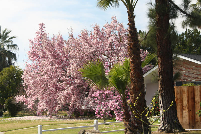 20090226_Springtime in Fresno_2653