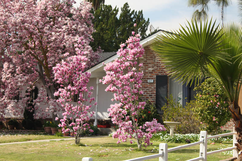 20090226_Springtime in Fresno_2654