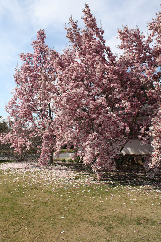 20090226_Springtime in Fresno_2656