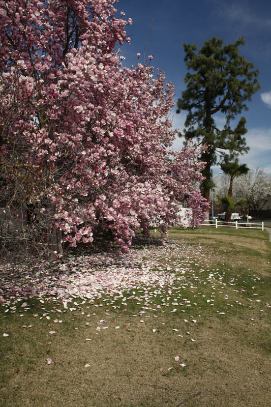 20090226_Springtime in Fresno_2658