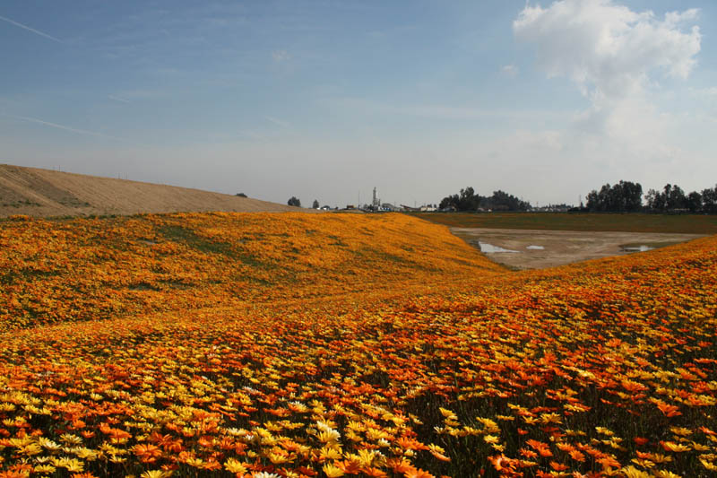 20090227_Springtime in Fresno_2609