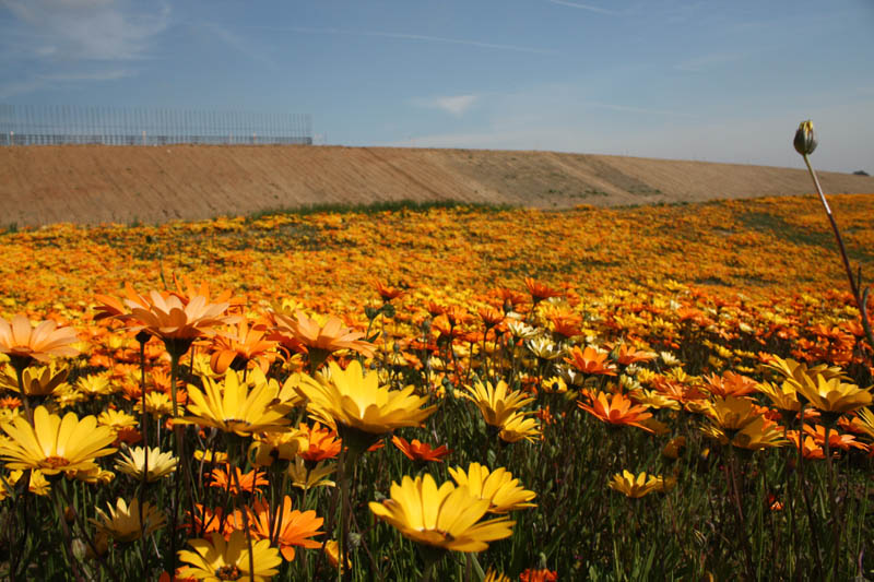 20090227_Springtime in Fresno_2610