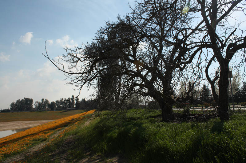 20090227_Springtime in Fresno_2620