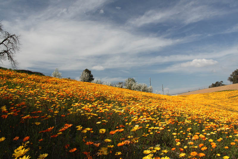 20090227_Springtime in Fresno_2621