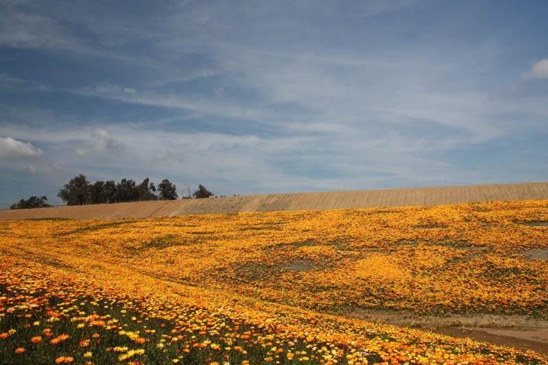 20090227_Springtime in Fresno_2623