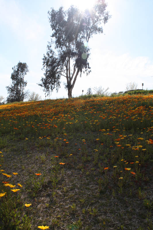 20090227_Springtime in Fresno_2630