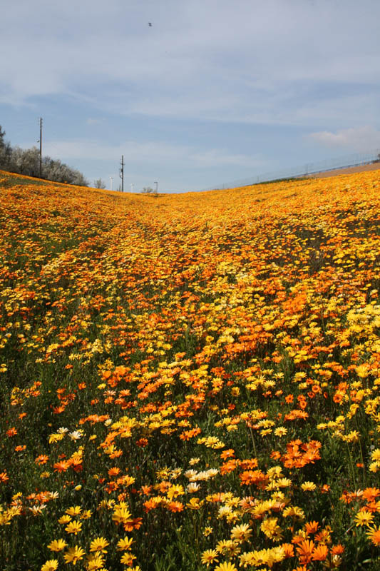 20090227_Springtime in Fresno_2637