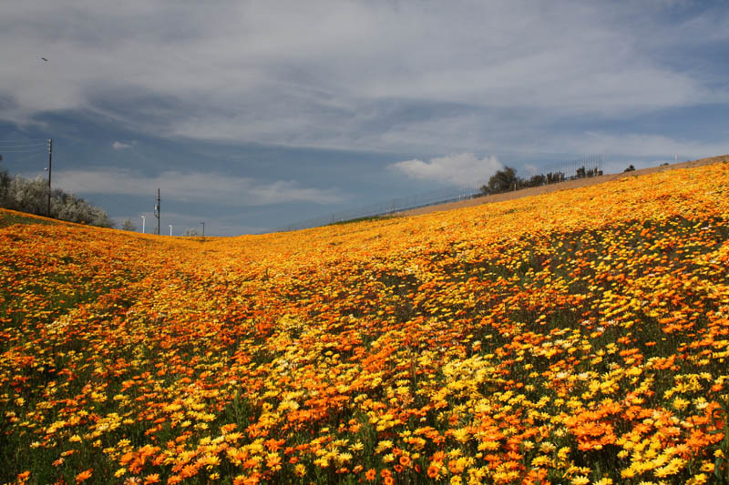 20090227_Springtime in Fresno_2638