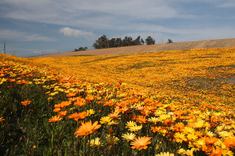 20090227_Springtime in Fresno_2646