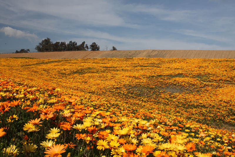 20090227_Springtime in Fresno_2647