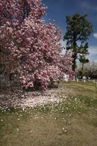 20090226_Springtime in Fresno_2658