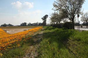 20090227_Springtime in Fresno_2613