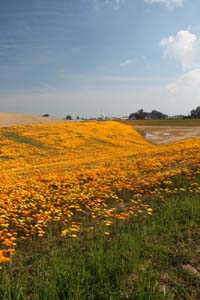 20090227_Springtime in Fresno_2614