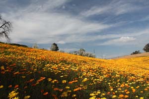 20090227_Springtime in Fresno_2621