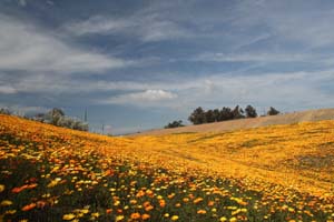 20090227_Springtime in Fresno_2622