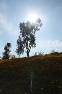 20090227_Springtime in Fresno_2629