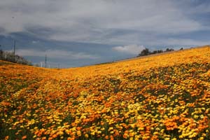 20090227_Springtime in Fresno_2638