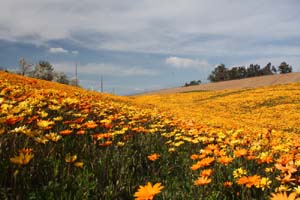 20090227_Springtime in Fresno_2644