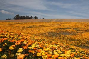 20090227_Springtime in Fresno_2647