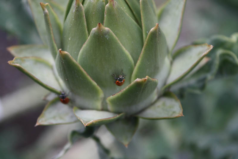 20090502_Fresno Gardens_2862