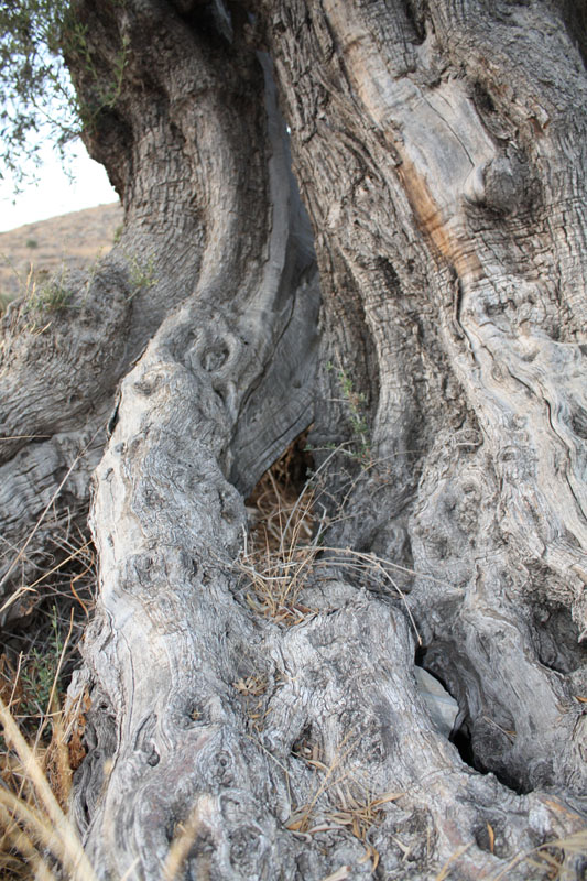 Olive tree trunk 2