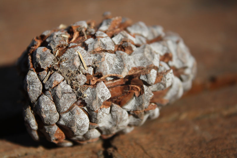 Pine cone