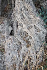 Olive tree trunk 1