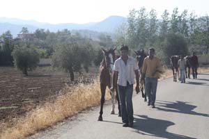 Stud farm at Vavatsinia