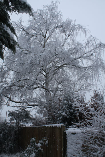 Silver birch in my garden