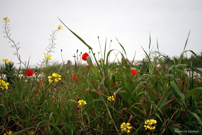 20100411_Cyprus_2010_0905