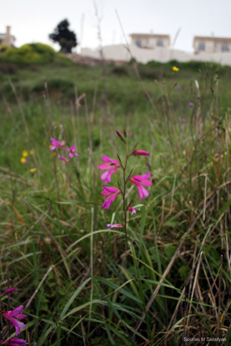 20100411_Cyprus_2010_0908