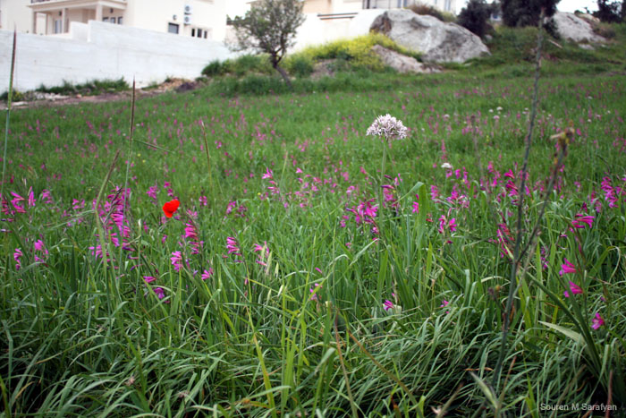 20100411_Cyprus_2010_0915