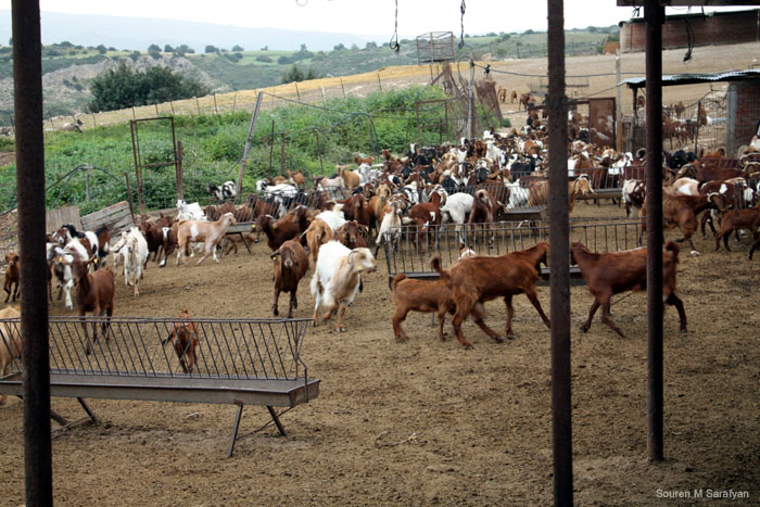 20100411_Cyprus_2010_0943