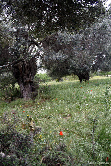 20100411_Cyprus_2010_0969