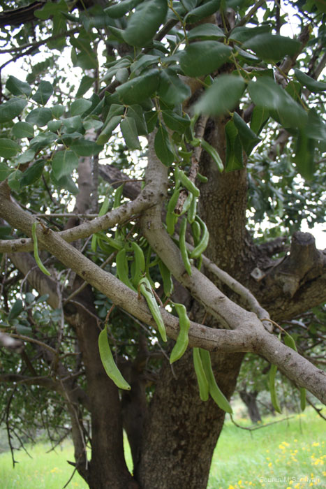 20100411_Cyprus_2010_1000