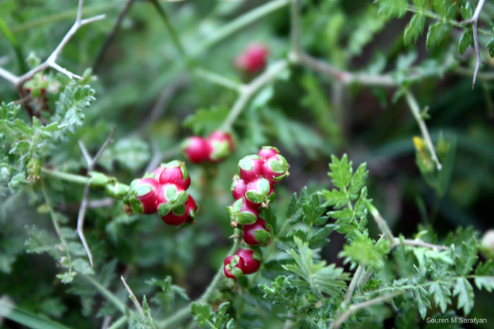 20100411_Cyprus_2010_1026